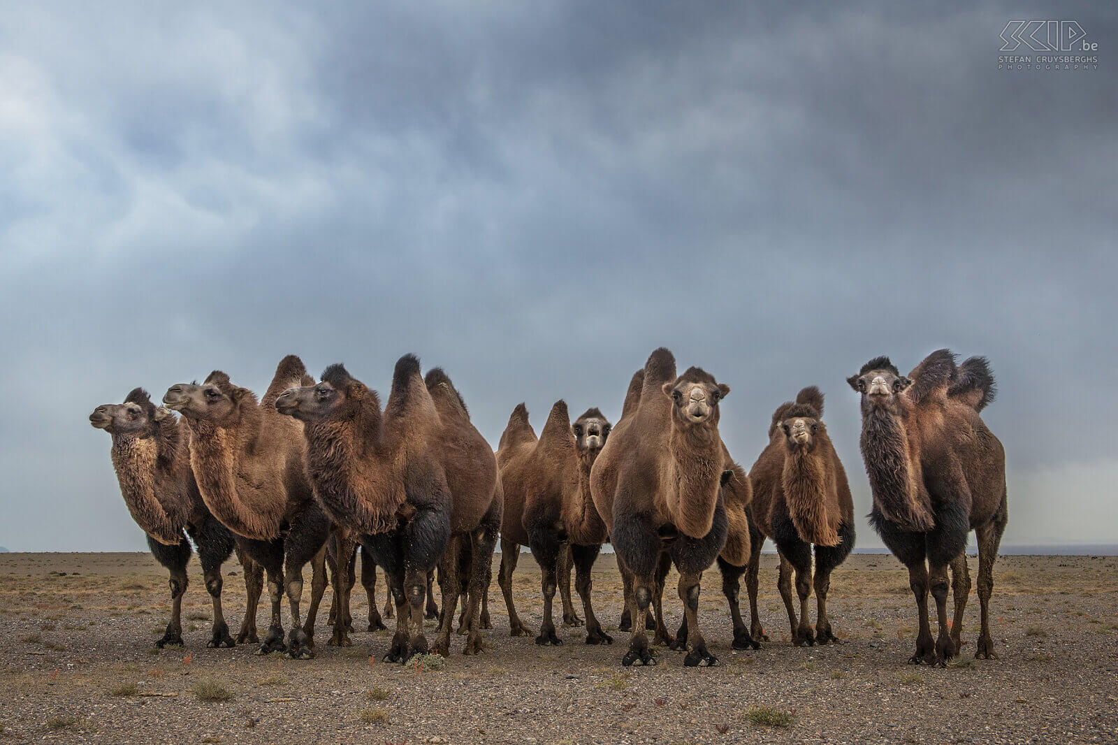 Gobi - Kamelen We reisden verder naar het zuiden naar de Gobi woestijn en kwamen al snel de eerste kuddes kamelen (Bactrian camel, Camelus bactrianus) tegen die gehouden worden door de nomaden. Stefan Cruysberghs